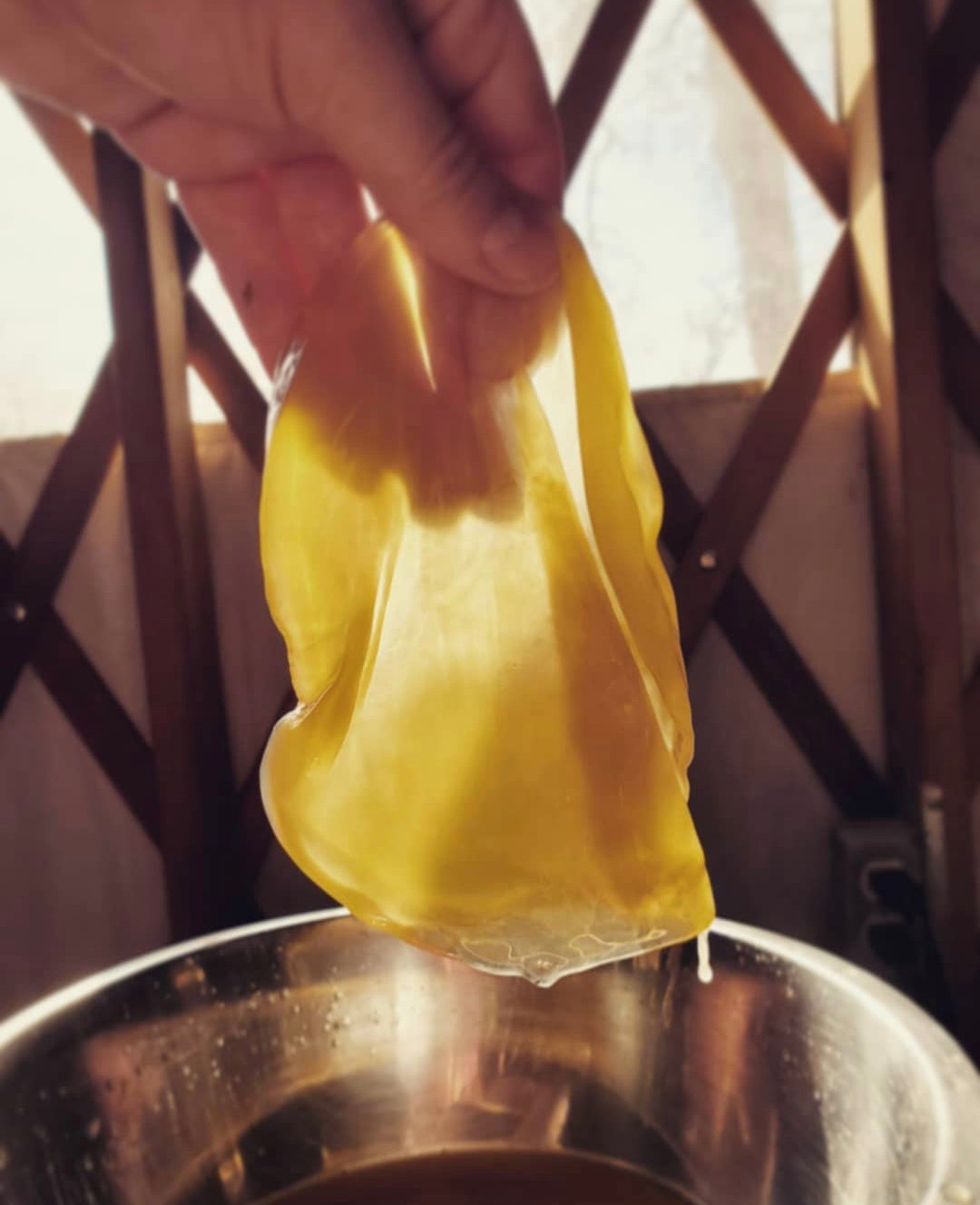 Kombucha Kit for Beginners! Everything you need - scoby, starter, teabags, sugar, and instructions included