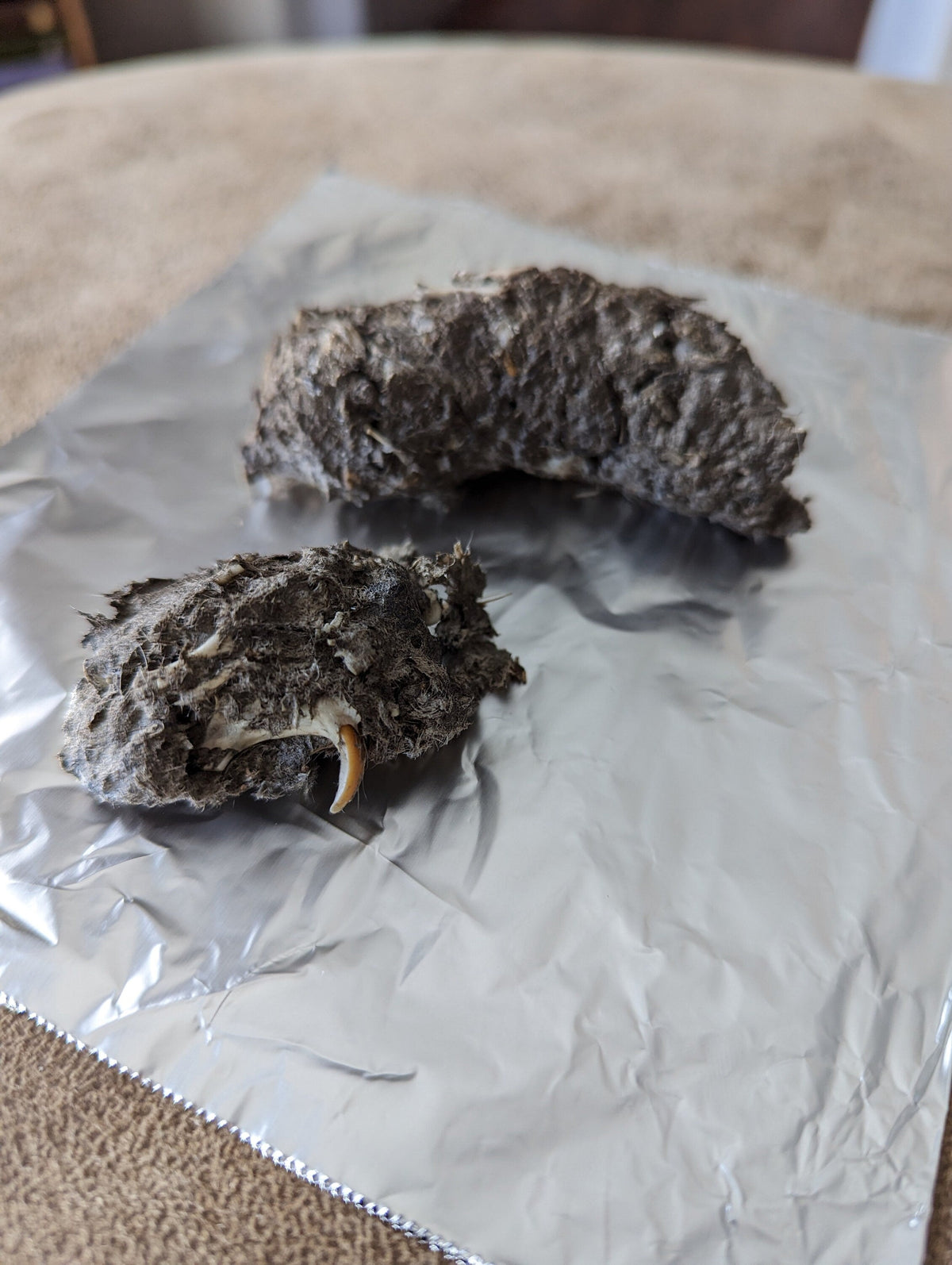 Owl Pellet Dissection Kit - everything you need! Great Horned Owl Pellets