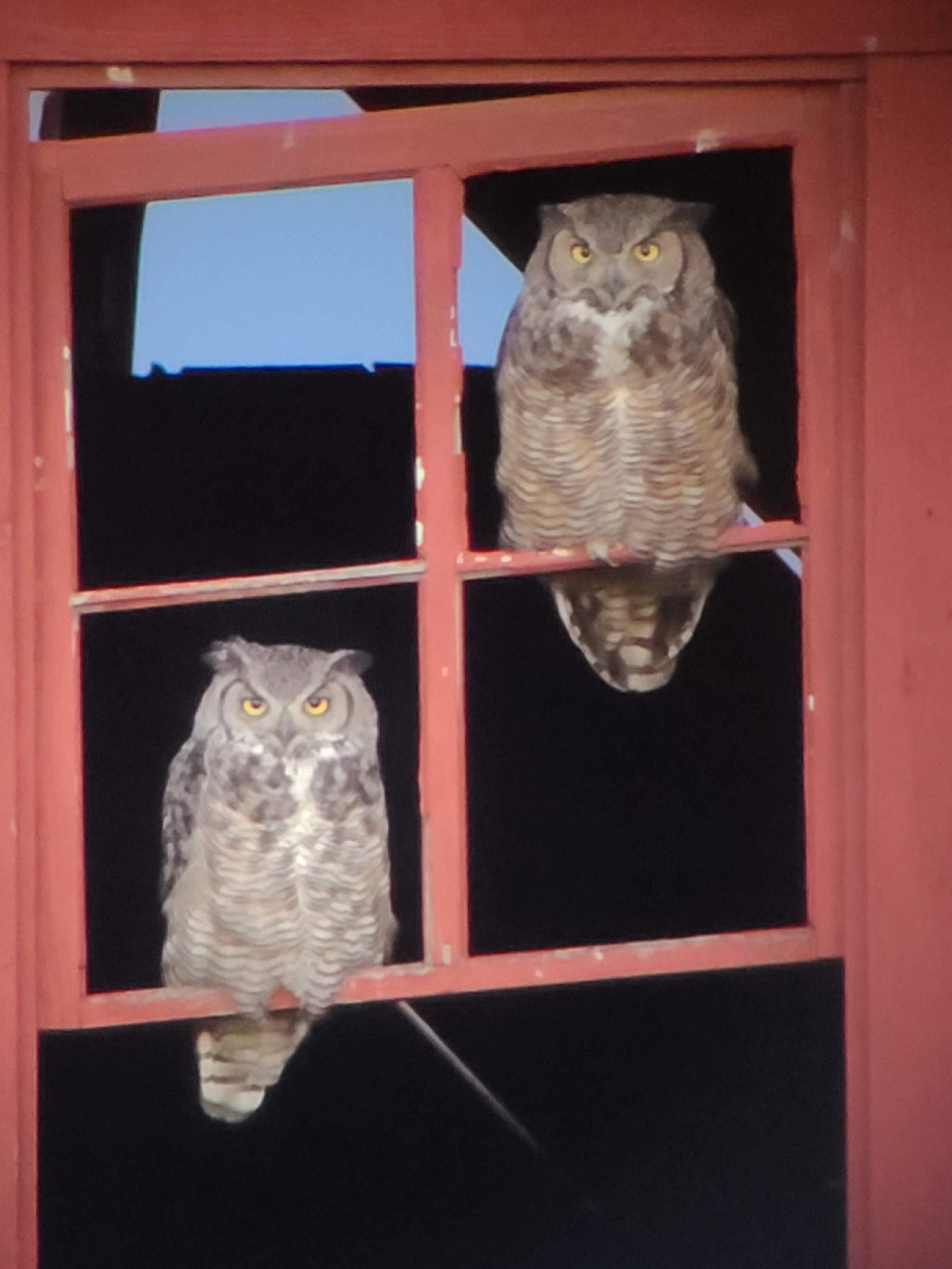 Owl Pellet Dissection Kit - everything you need! Great Horned Owl Pellets