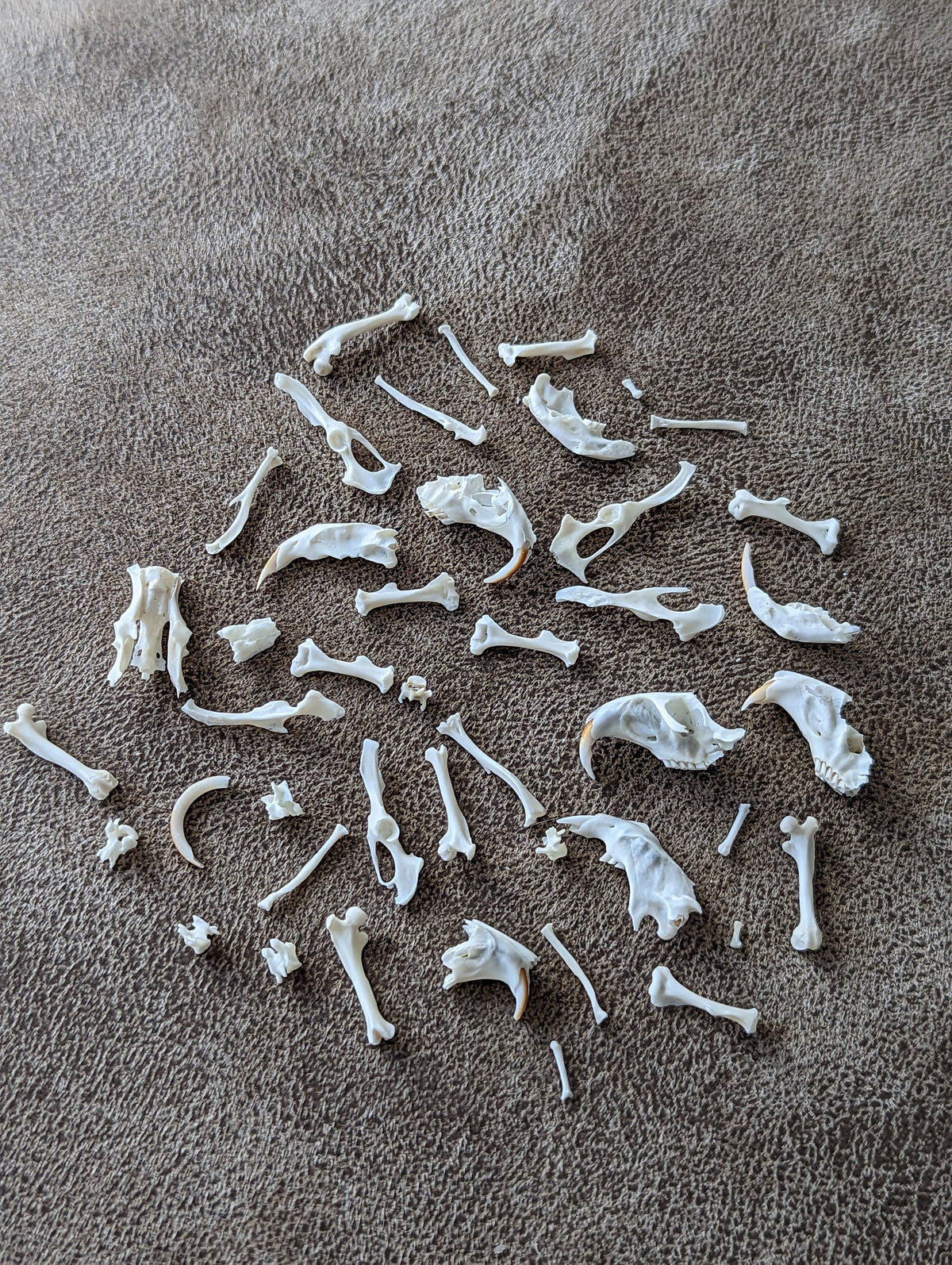 Owl Pellet Dissection Kit - everything you need! Great Horned Owl Pellets