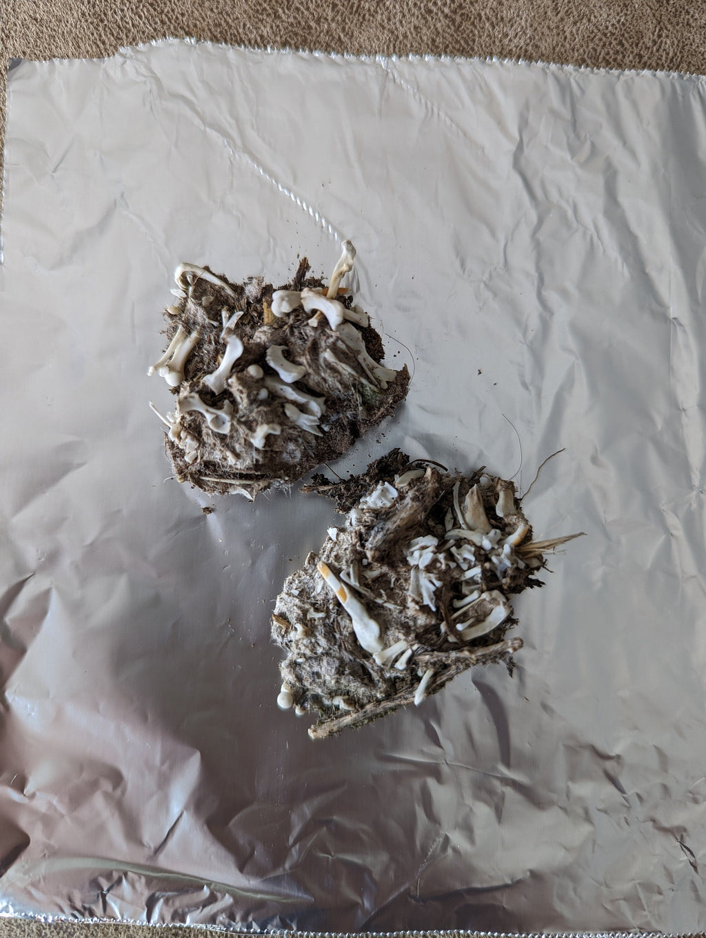 Owl Pellet Dissection Kit - everything you need! Great Horned Owl Pellets