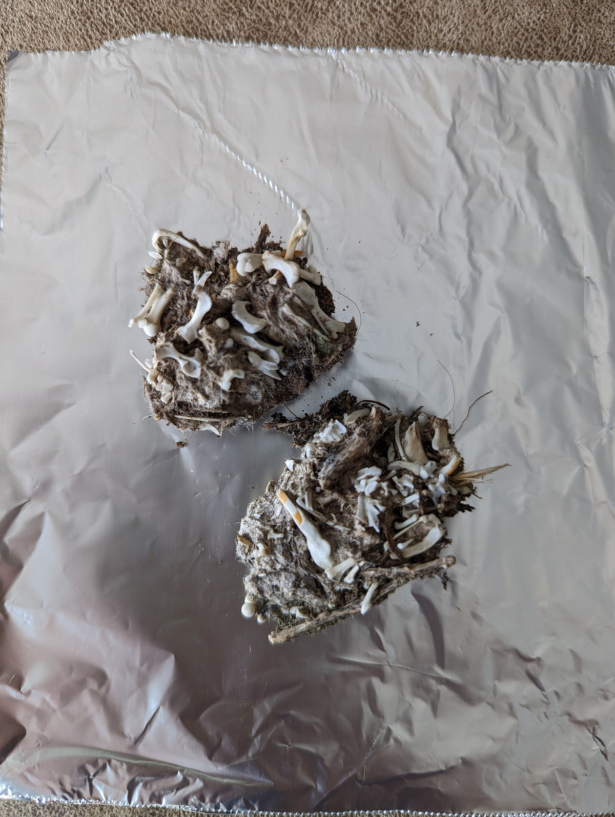Owl Pellet Dissection Kit - everything you need! Great Horned Owl Pellets