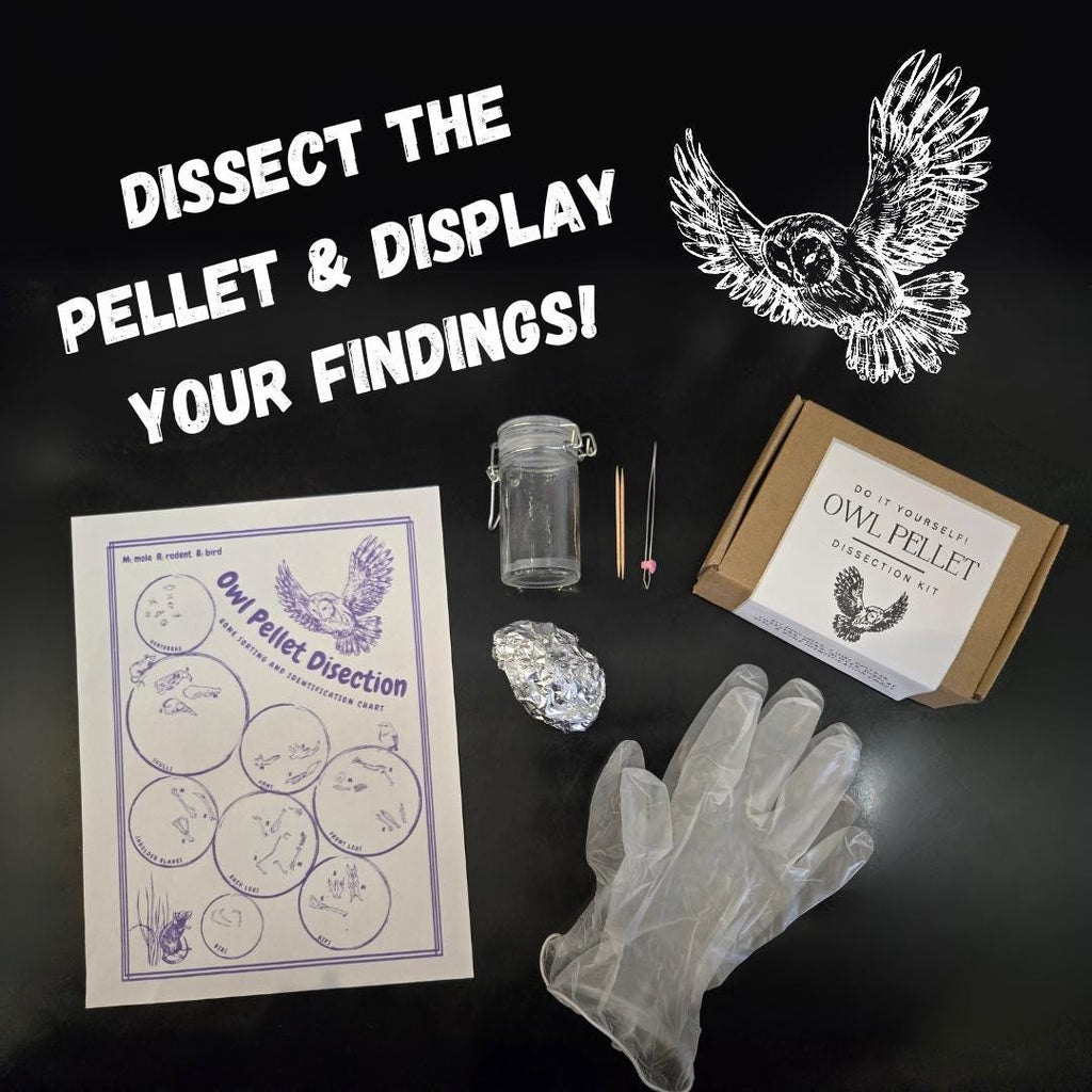 Owl Pellet Dissection Kit - everything you need! Great Horned Owl Pellets