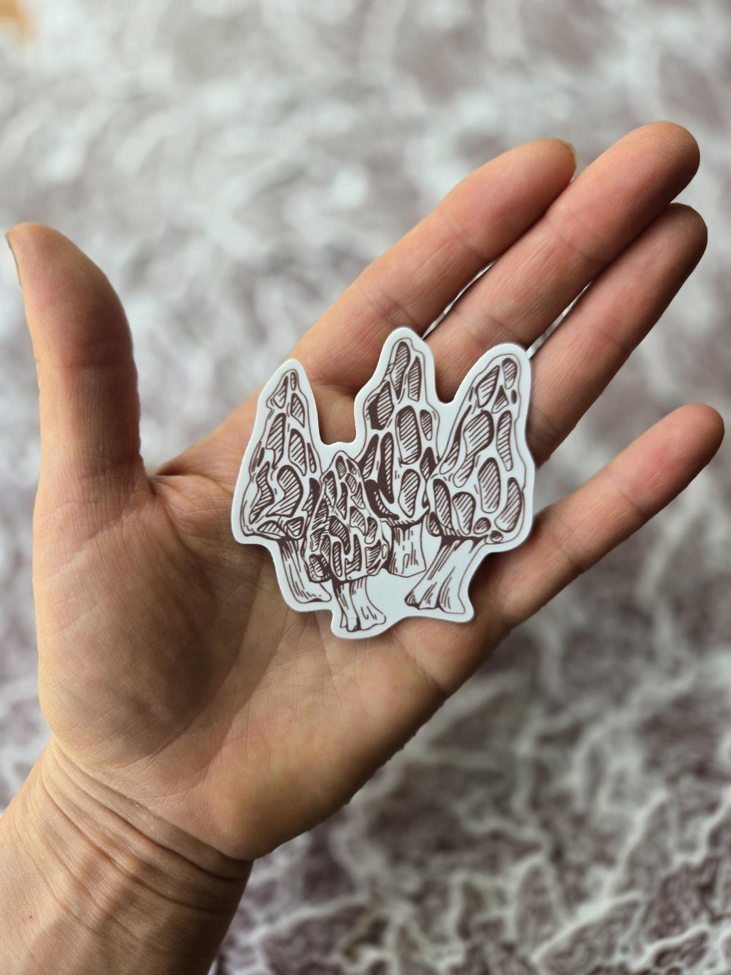 Morel 2.5" vinyl sticker weatherproof mushroom hunting morchella foraging
