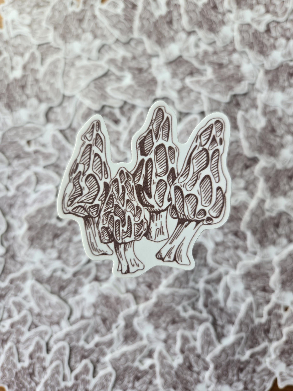 Morel 2.5" vinyl sticker weatherproof mushroom hunting morchella foraging