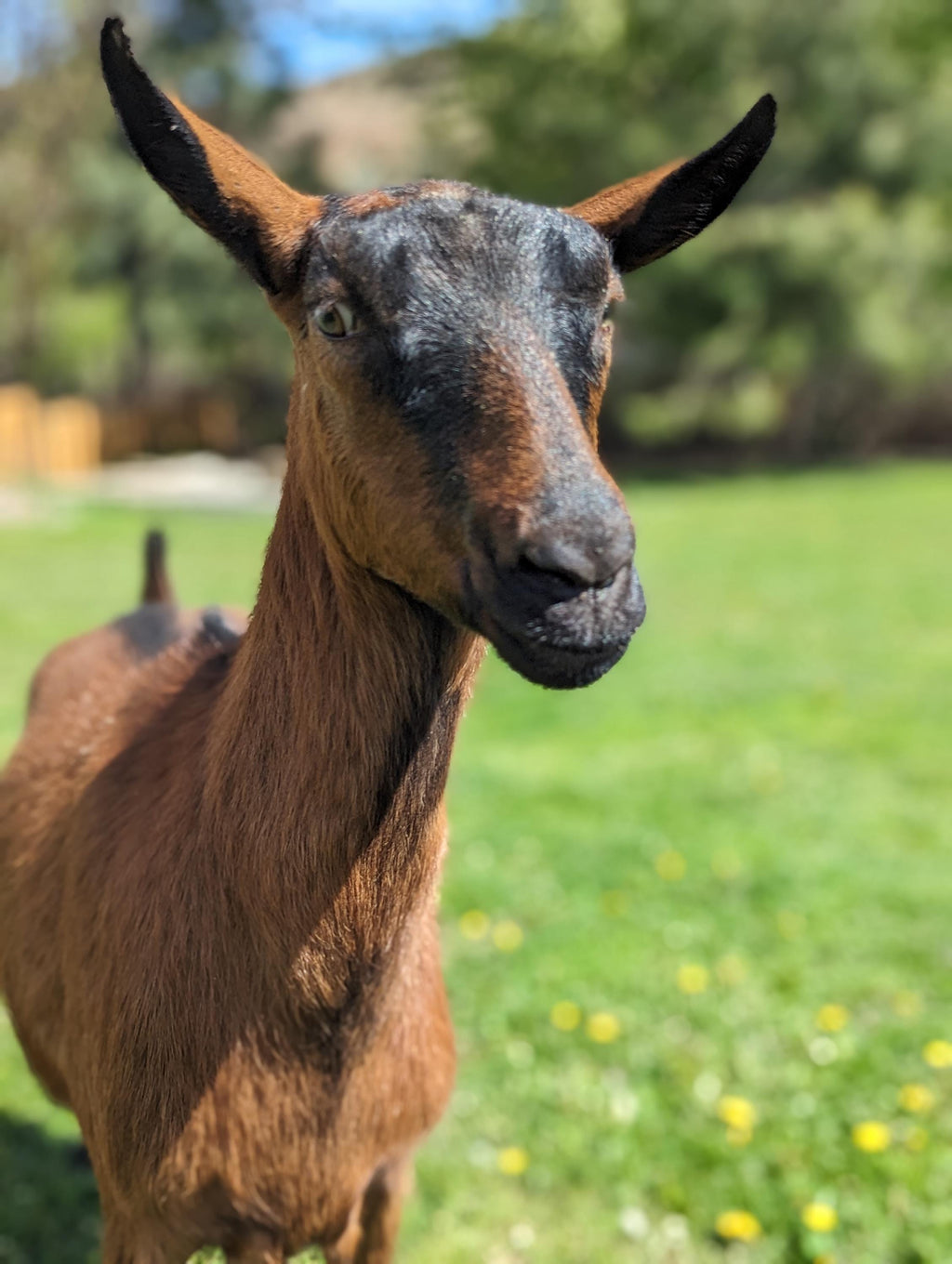 GOATSTONE goat milk & hemp oil soap - organic skincare