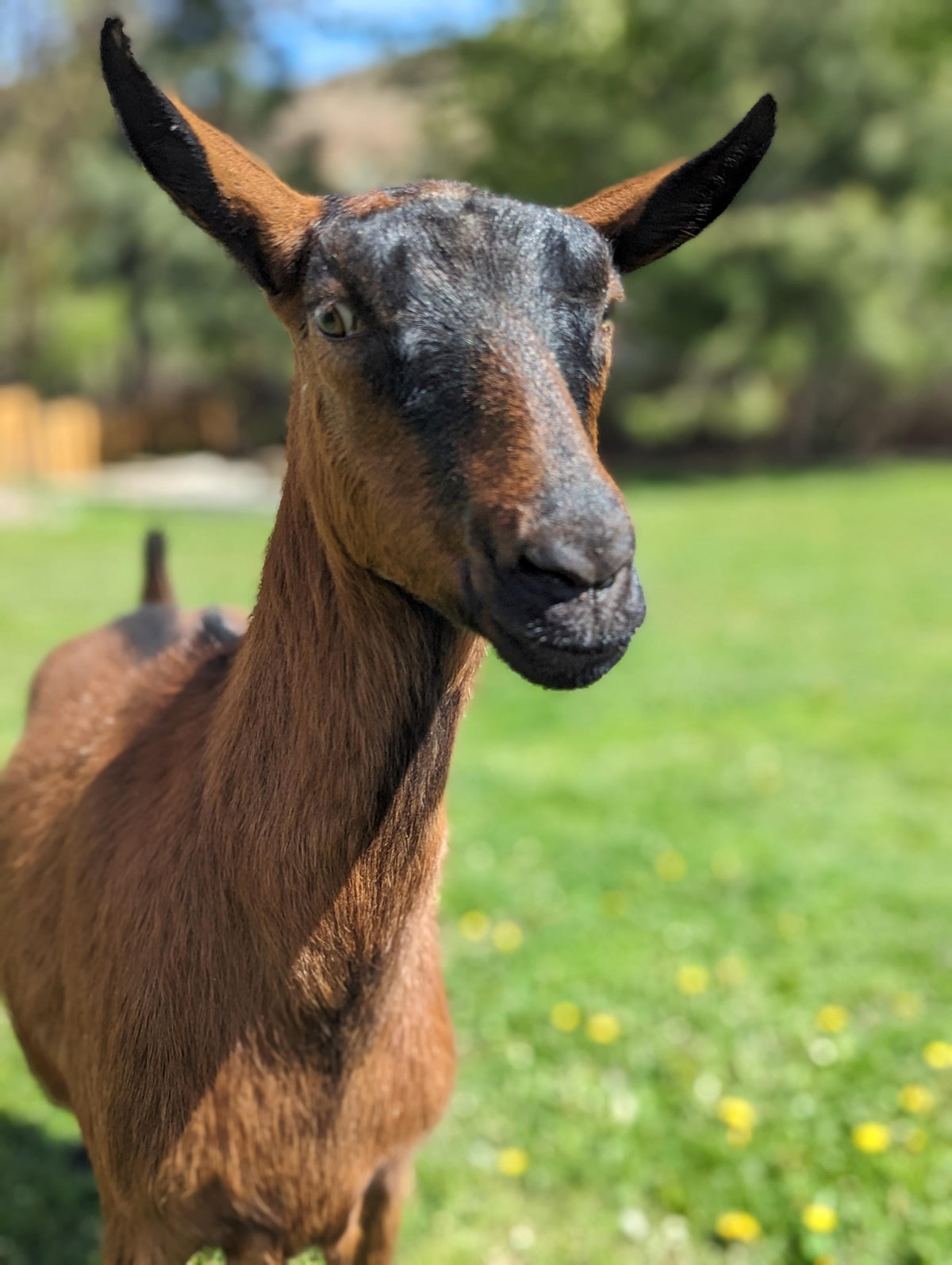 GOATSTONE goat milk & hemp oil soap - organic skincare